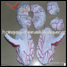 ISO Advanced Cerebral Artery Model, Human Brain Model